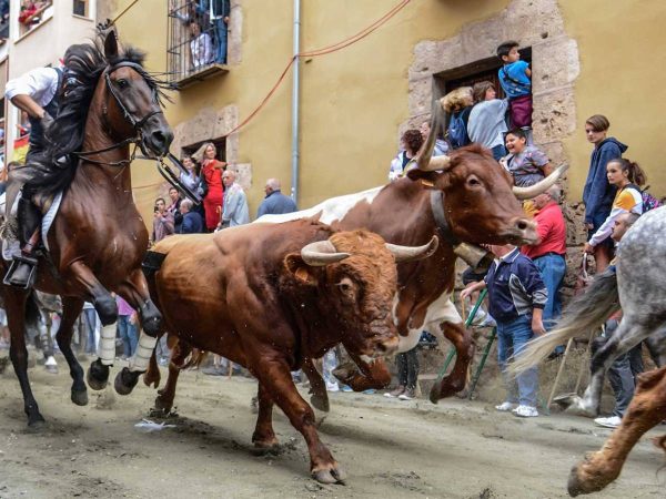 Fallece el caballo corneado por un toro en Segorbe