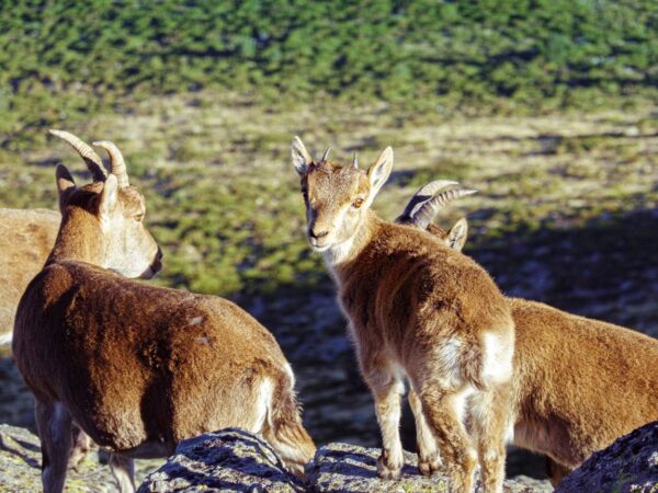 La proliferación de jabalíes y cabras hispánicas crea «serios problemas» en Montanejos