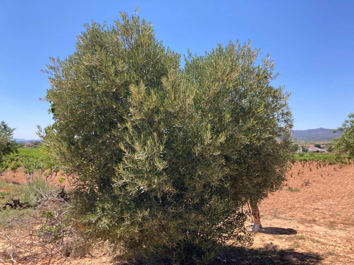 La sequía provoca una caída del 68% en la cosecha de aceitunas en la Comunita Valenciana