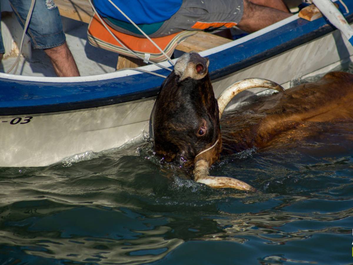 Muere ahogado un toro en los ‘bous a la mar’ de Xàbia