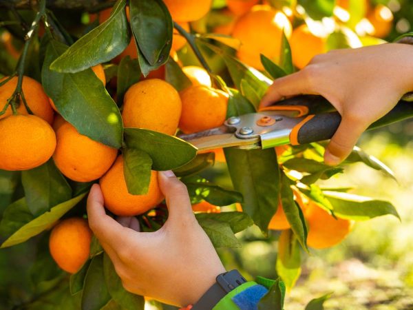 Ofertan 350 puestos para la campaña de la naranja en la Comunitat Valenciana