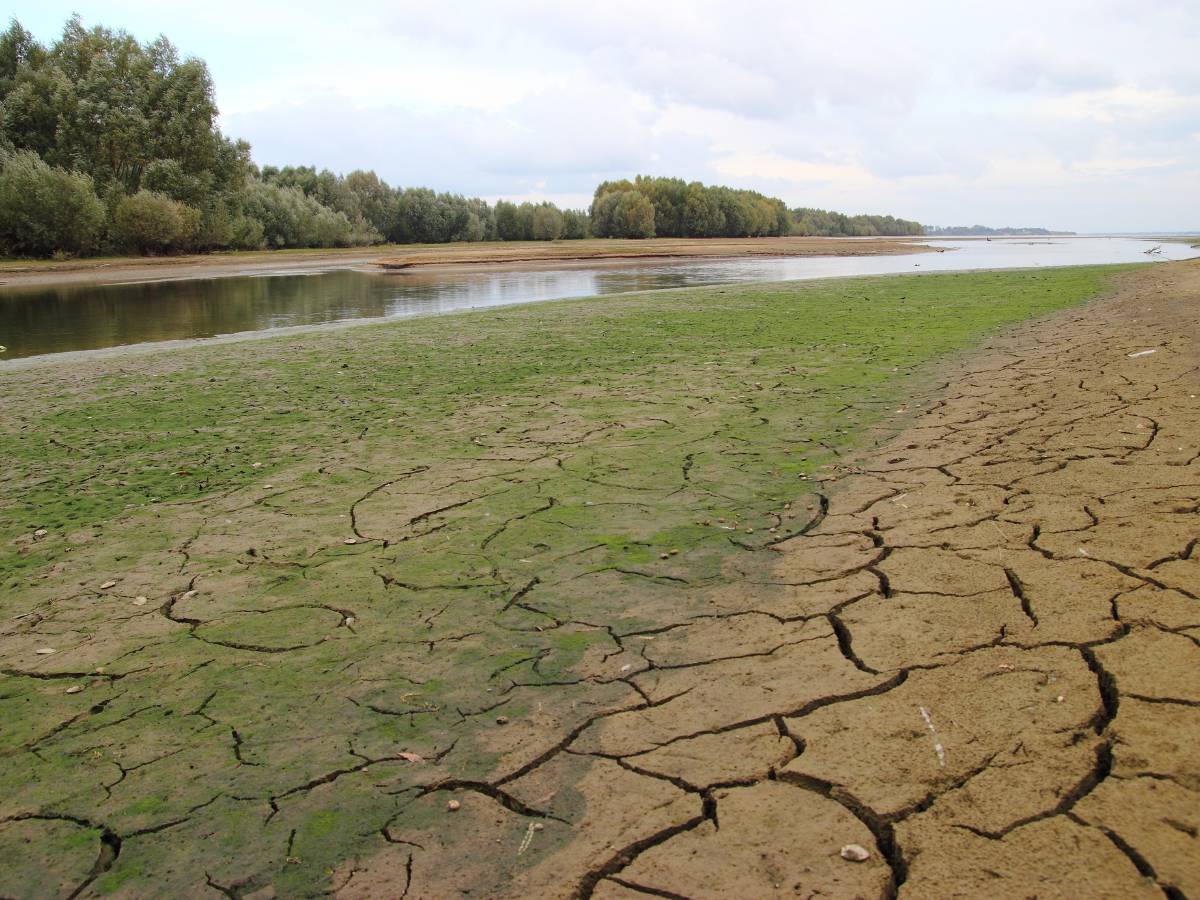 Retirada de peces en el embalse de María Cristina por la falta de agua