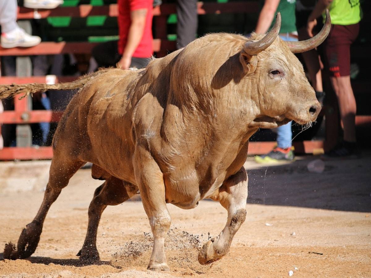 Un joven de 20 años muere tras sufrir la cornada de un toro en El Casar