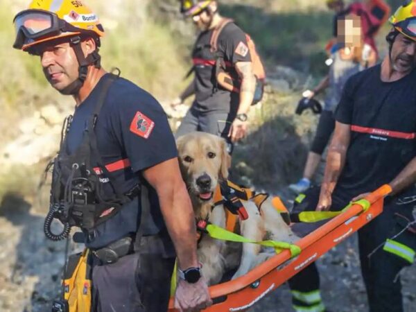 Aumentan las alertas de rescate de animales en la Comunitat Valenciana