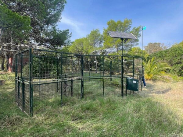 Cabanes toma medidas para el control de la población de jabalí