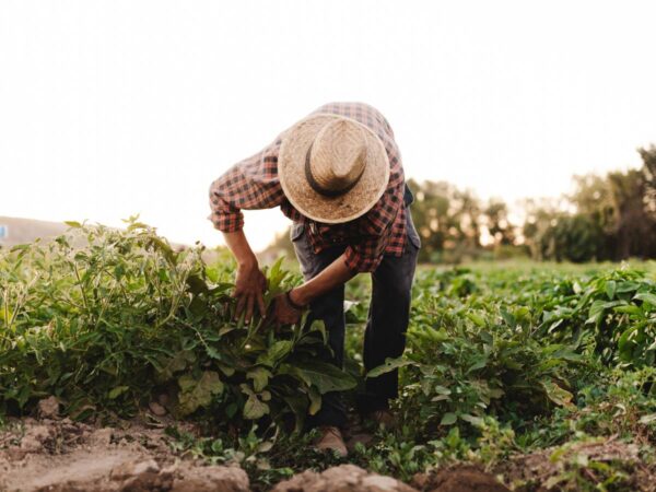 El Gobierno adelanta 38 millones en ayudas PAC para los agricultores valencianos