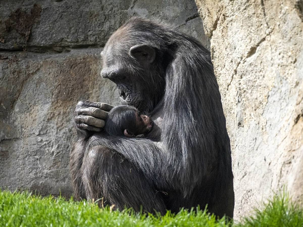 La chimpancé de Bioparc Valencia suelta su cría muerta tras siete meses de duelo