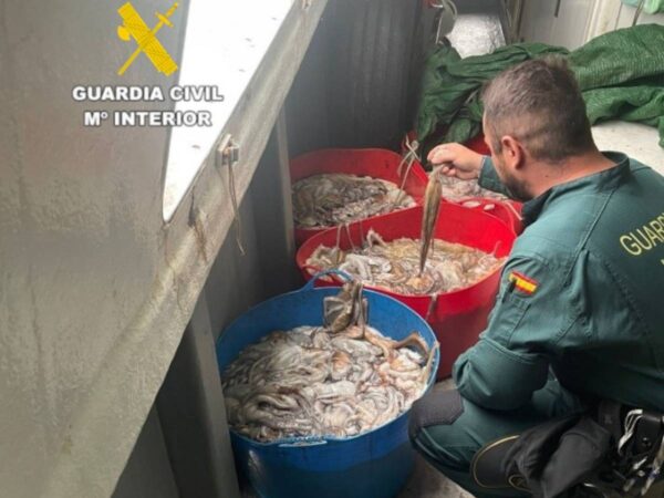 La Guardia Civil incauta 220 kilos de pulpo inmaduro en el puerto de Burriana