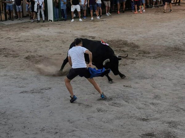 Seguridad en los ‘Bous al Carrer’: Investigación sobre menores, cuernos y cadafales