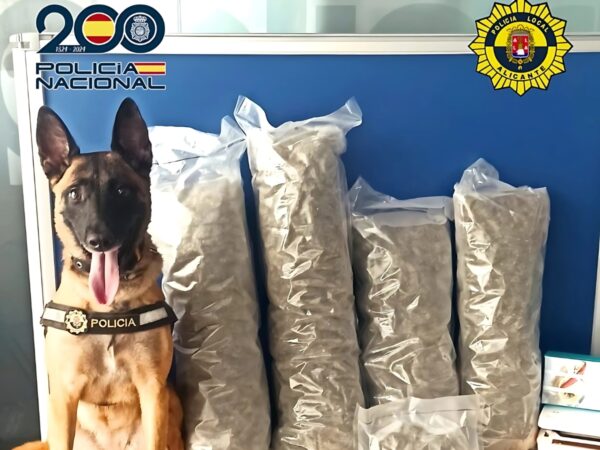 Un agente canino detecta una cargamento de marihuana en un autobús