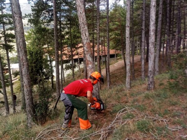 Una plaga obliga a talar pinos afectados y muertos en la Alameda de Morella