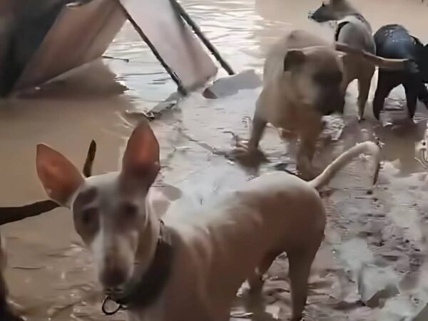 Atención y rescate de urgencia para animales de protectoras y centros de acogida tras la DANA