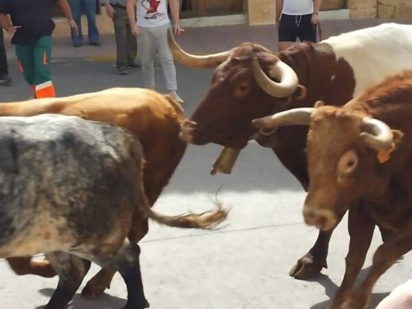 Cambios en las competencias de espectáculos públicos y ‘bous al carrer’