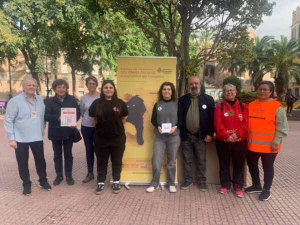 Jornadas Felinas en Castellón con recaudación para animales afectados por la DANA