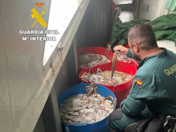 La Guardia Civil interviene en el puerto de Burriana más de 238 kilos de pulpo inmaduro