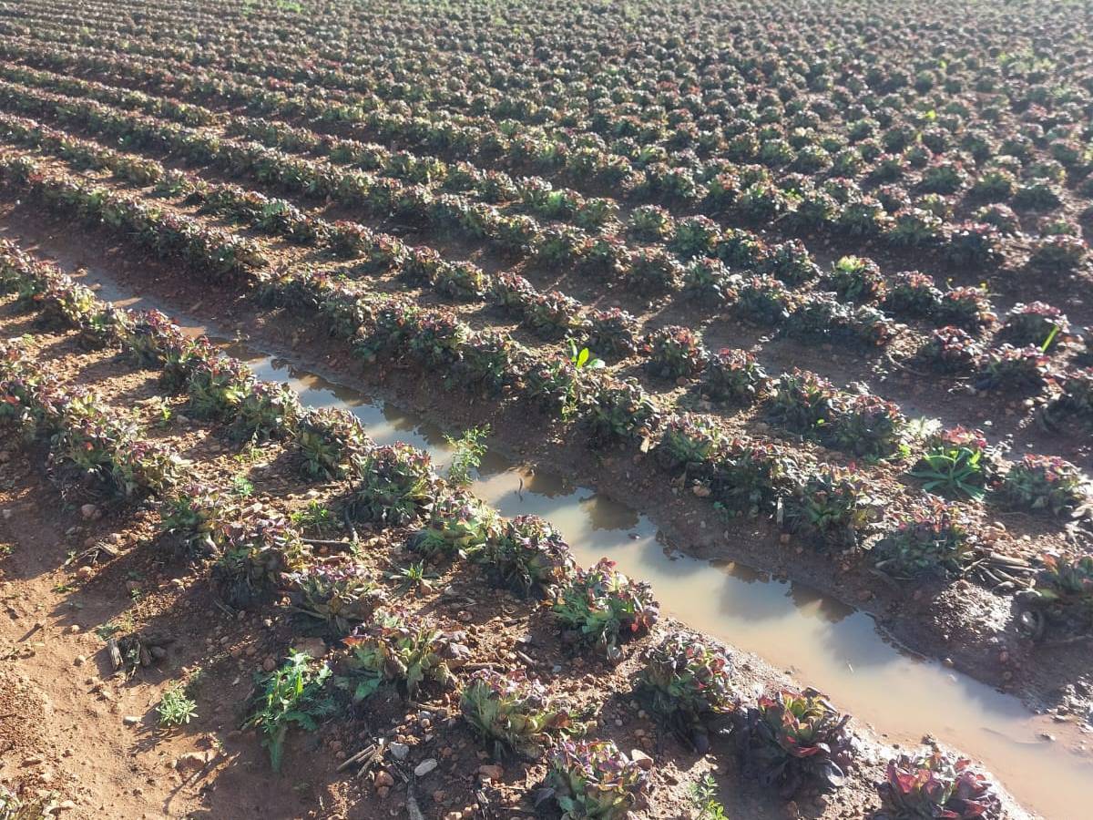 Pérdidas agrarias millonarias en el Baix Maestrat por la DANA