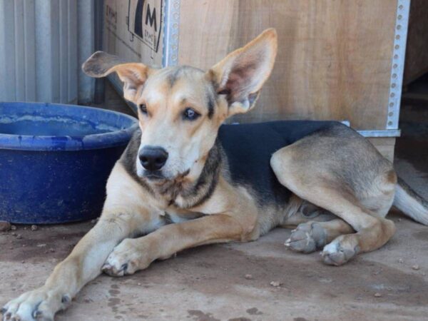 Protectoras de animales en Valencia piden ayuda urgente tras la DANA