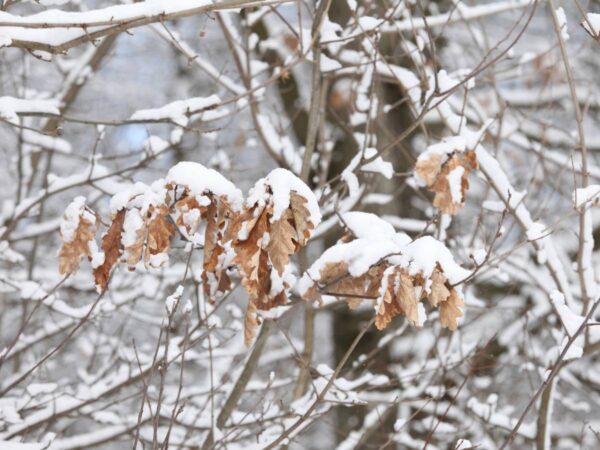 Se registran las primeras nevadas otoñales en el interior de Castellón