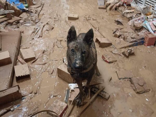 Una ola se solidaridad que no se olvida de mascotas y ganado