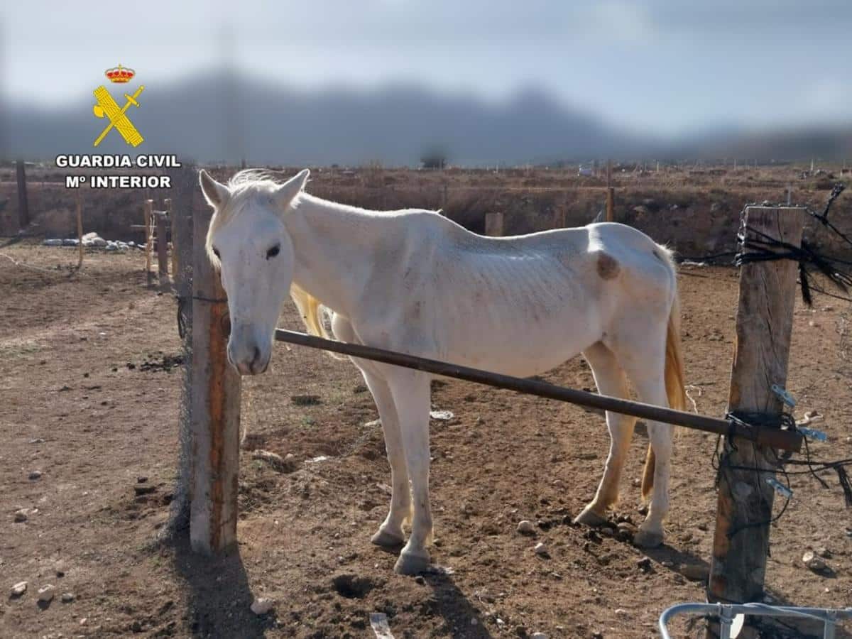 Dos personas acusadas de maltrato animal con resultado de muerte