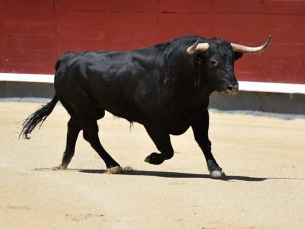 Baleares modifica su ley para permitir la entrada de menores a las corridas de toros