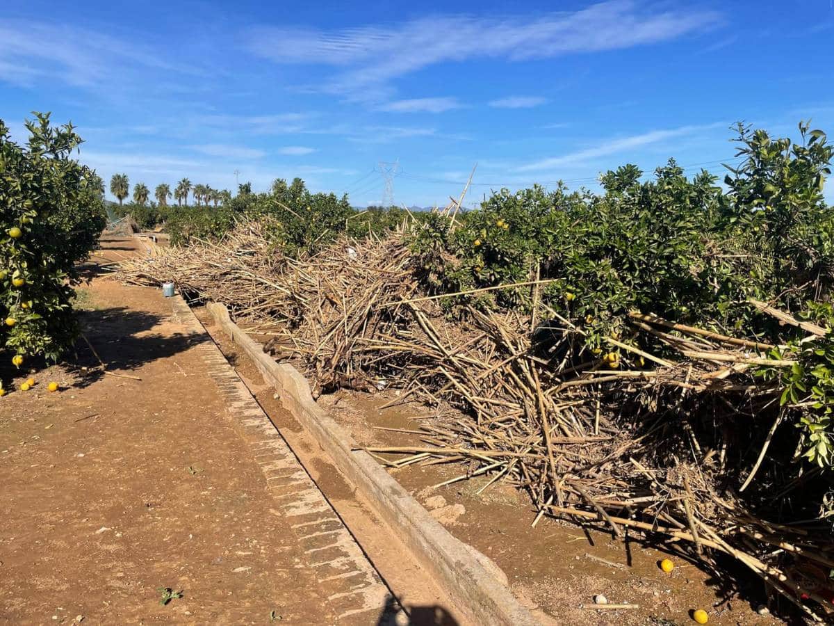 Castellón excluido de ayudas por la DANA: Los agricultores exigen soluciones urgentes