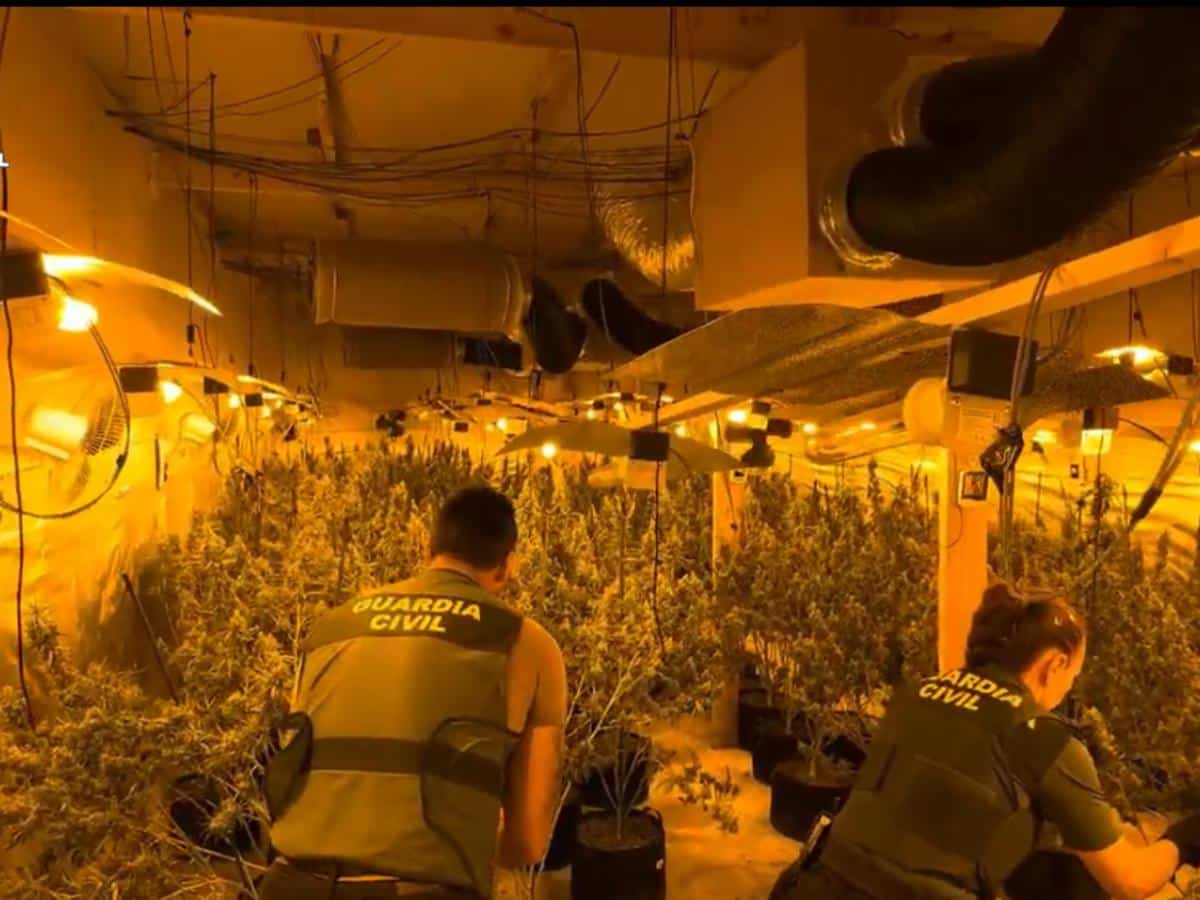 Cinco detenidos en Cabanes y desmantelados cuatro laboratorios de cultivo de marihuana