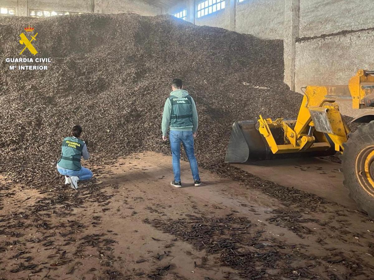 Cuatro detenidos por introducir ilegalmente algarroba en el mercado