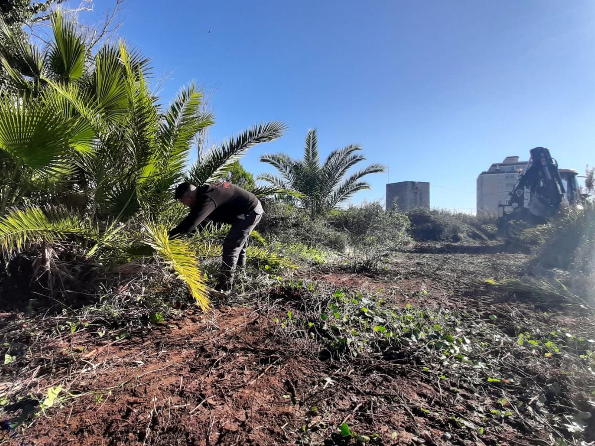 Limpieza en el clot de Burriana para el control de la sobrepoblación de jabalíes