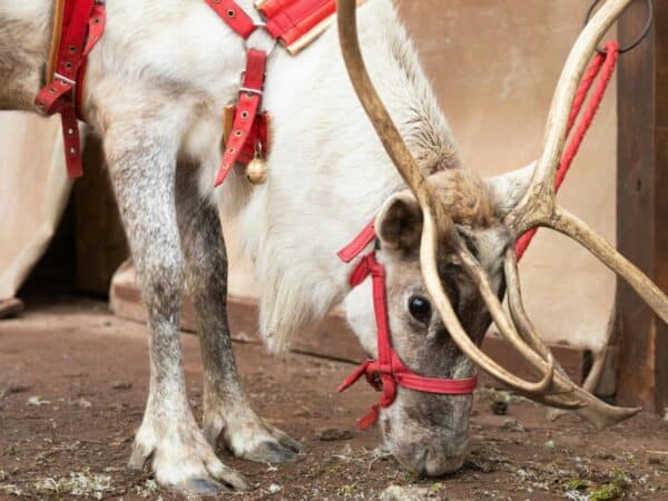 Pacma denuncia el uso de renos en la visita de Papá Noel