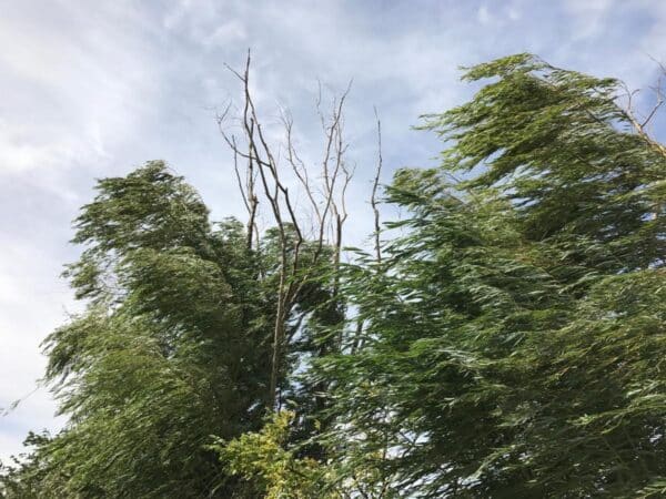 Aemet decreta aviso amarillo por viento en el interior de Castellón