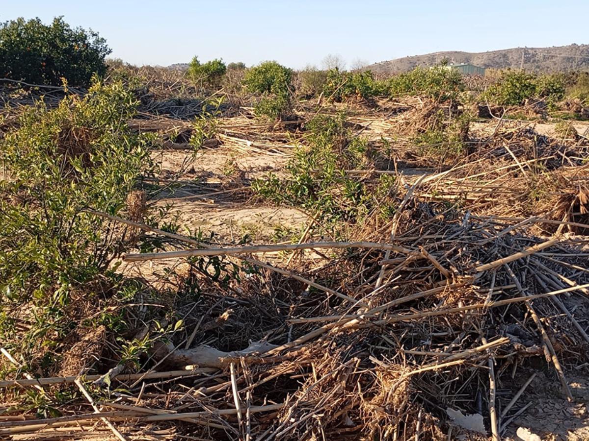 Denuncian exclusión de agricultores sin ingresos en ayudas de la DANA