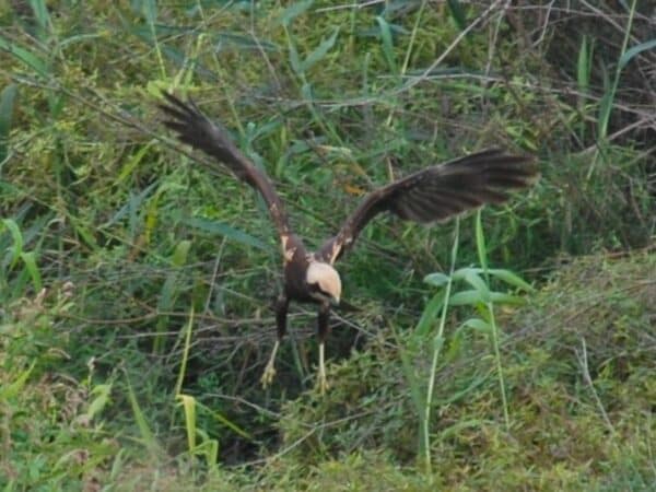 El Consorcio del Río Mijares identifica tres aguiluchos laguneros