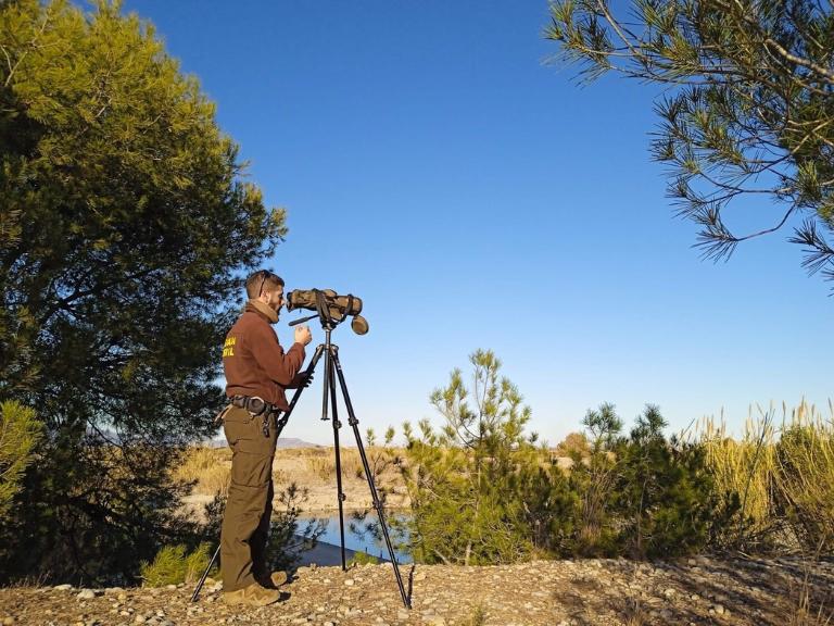 Este año, tres ejemplares han elegido el entorno fluvial del Riu Millars para invernar, destacando como un evento clave para la conservación de la biodiversidad en la zona protegida.