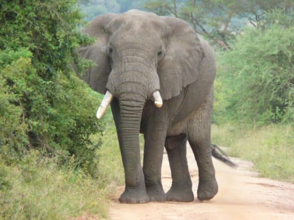 Muere una turista española tras el ataque de un elefante en Tailandia