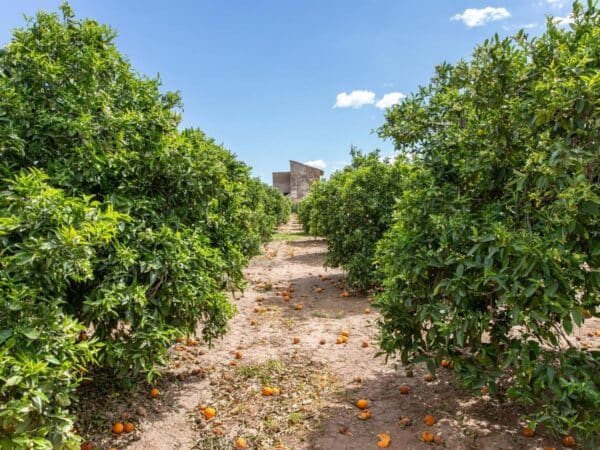 Agricultura actúa de urgencia frente a la expansión de Scirtothrips dorsalis en la Comunitat Valenciana