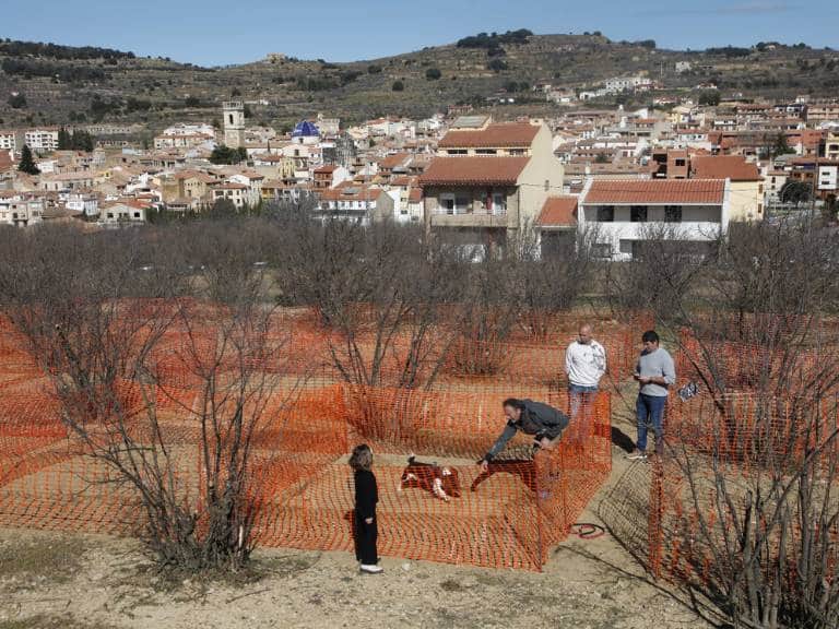 La XXI Mostra de la Trufa Negra de l’Alt Maestrat ha contado con dos jornadas que han atraído a cientos de visitantes, productores y expertos del sector