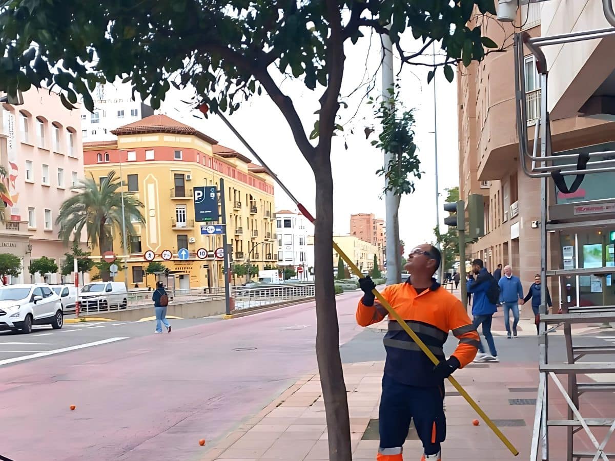 Castellón crecerá en verde con 440 nuevos árboles este trimestre