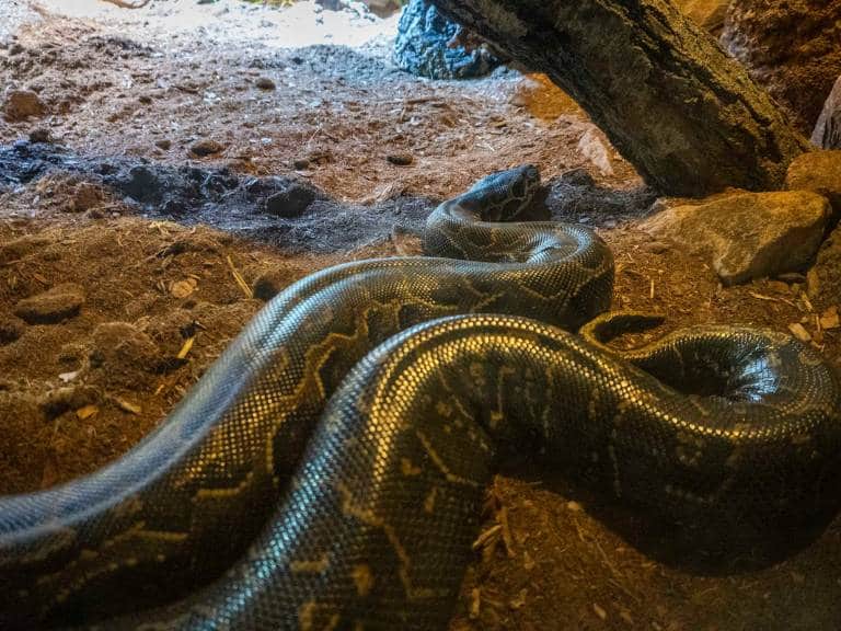 Debido al riesgo que representan estos animales, el acceso al habitáculo interior se llevó a cabo siguiendo rigurosas medidas de seguridad.