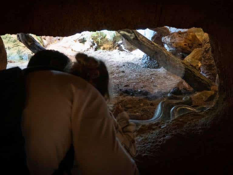 Debido al riesgo que representan estos animales, el acceso al habitáculo interior se llevó a cabo siguiendo rigurosas medidas de seguridad.