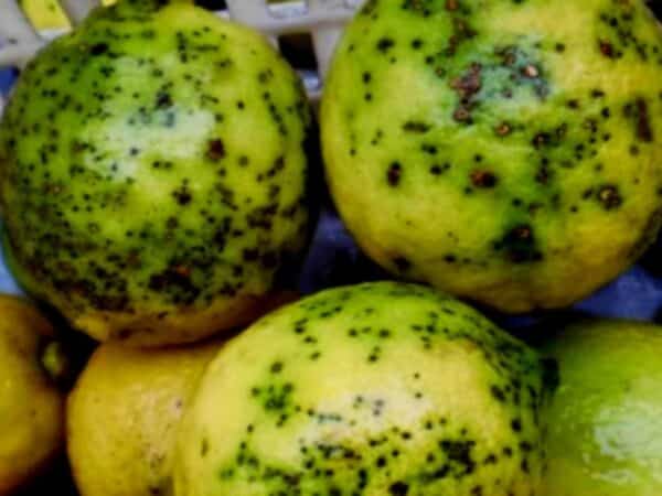 Importaciones contaminadas con Phyllosticta citricarpa ponen en jaque a los cítricos