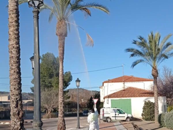Segorbe planta cara a las plagas de picudo rojo y paysandisia en sus palmeras