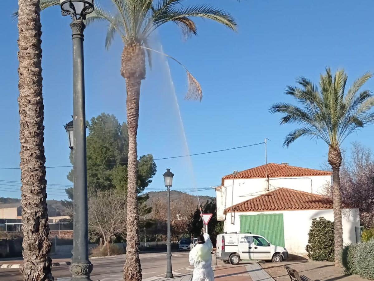 Segorbe planta cara a las plagas de picudo rojo y paysandisia en sus palmeras
