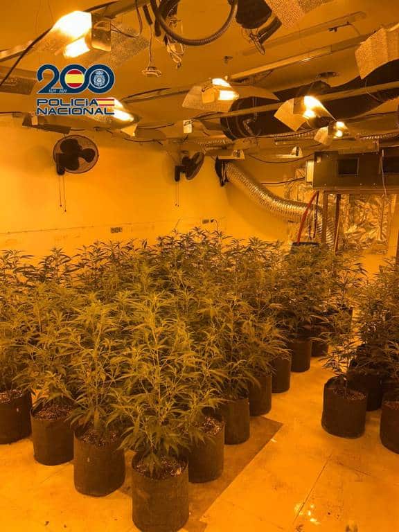 Los agentes confirmaron que el chalet sito en las afueras de la ciudad de Castellón se destinaba al cultivo indoor con más de 474 plantas incautadas en crecimiento y 200 macetas ya cortadas de cosechas pasadas
