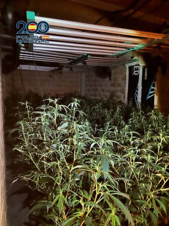 Los agentes confirmaron que el chalet sito en las afueras de la ciudad de Castellón se destinaba al cultivo indoor con más de 474 plantas incautadas en crecimiento y 200 macetas ya cortadas de cosechas pasadas
