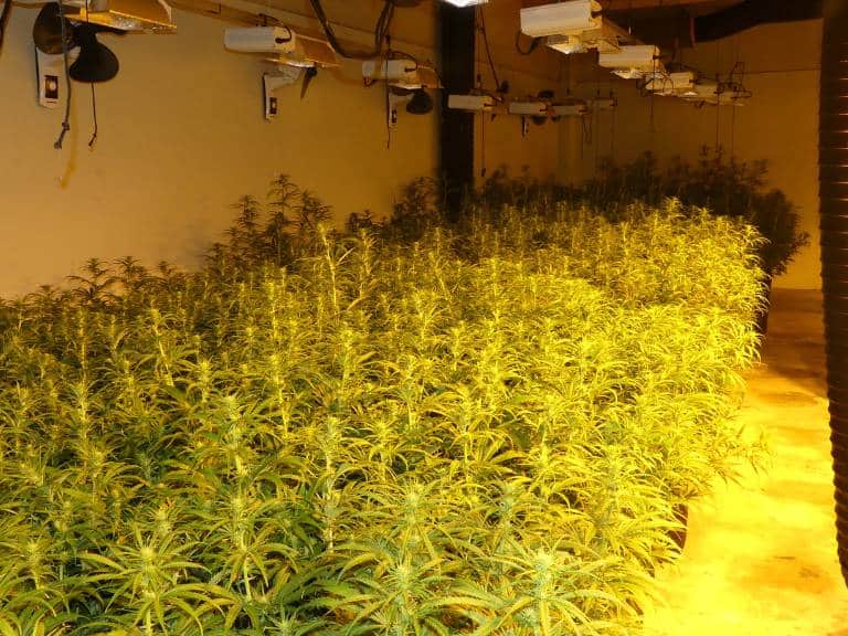 La Policía Nacional ha incautado en Alcala de Xivert un total de 77 kg. de marihuana en proceso de secado y 11 kg. dispuestos para su venta.