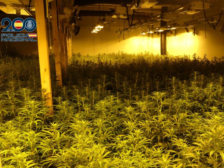 La Policía Nacional ha incautado en Alcala de Xivert un total de 77 kg. de marihuana en proceso de secado y 11 kg. dispuestos para su venta.