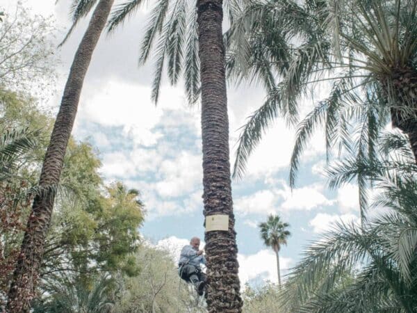 Elche rinde homenaje a Castellón con una palmera en su Patrimonio Mundial