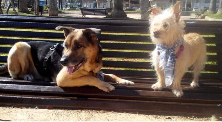 El miedo a los petardos es un problema grave que afecta al bienestar de los perros y de sus familias.