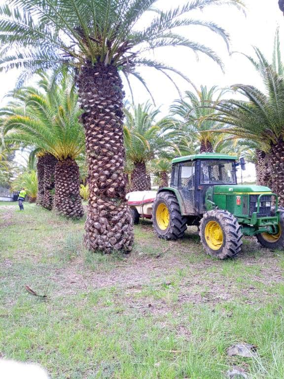 La brigada municipal de Segorbe ha implementado un nuevo tratamiento para eliminar el picudo rojo en las palmeras del manantial de La Esperanza. 